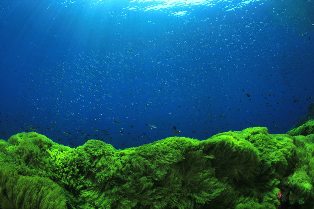 Algae Oil