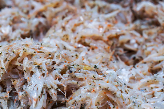 Is Krill Oil the Same As Fish Oil: 7 Surprising Facts
