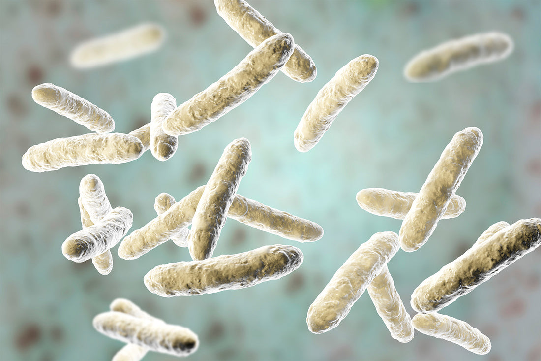 How Much Probiotics Should You Take Each Day?