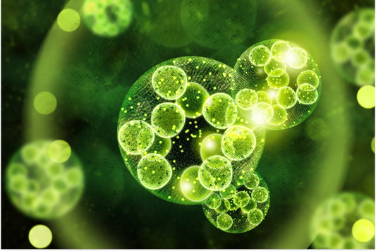Schizochytrium Algae: Everything You Should Know