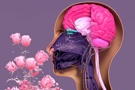 How To Regulate Nervous System: 5 Ways To Support It