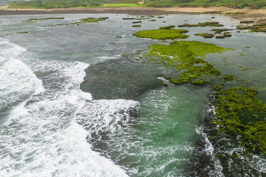 6 Facts About Algae You Never Knew