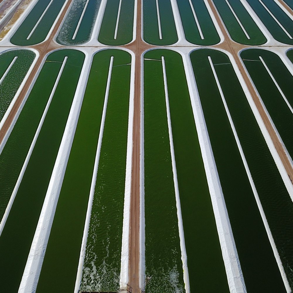 Massive Science: Acres of saltwater pools in the desert are growing an algae food revolution