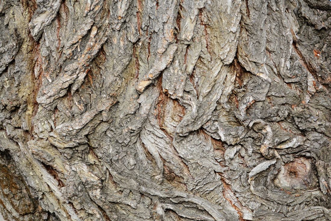 White Willow Bark: 6 Healthy Benefits & Uses