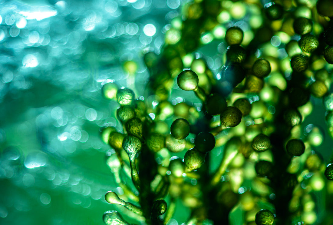 What Do Algae “Eat” & Why It Matters To You