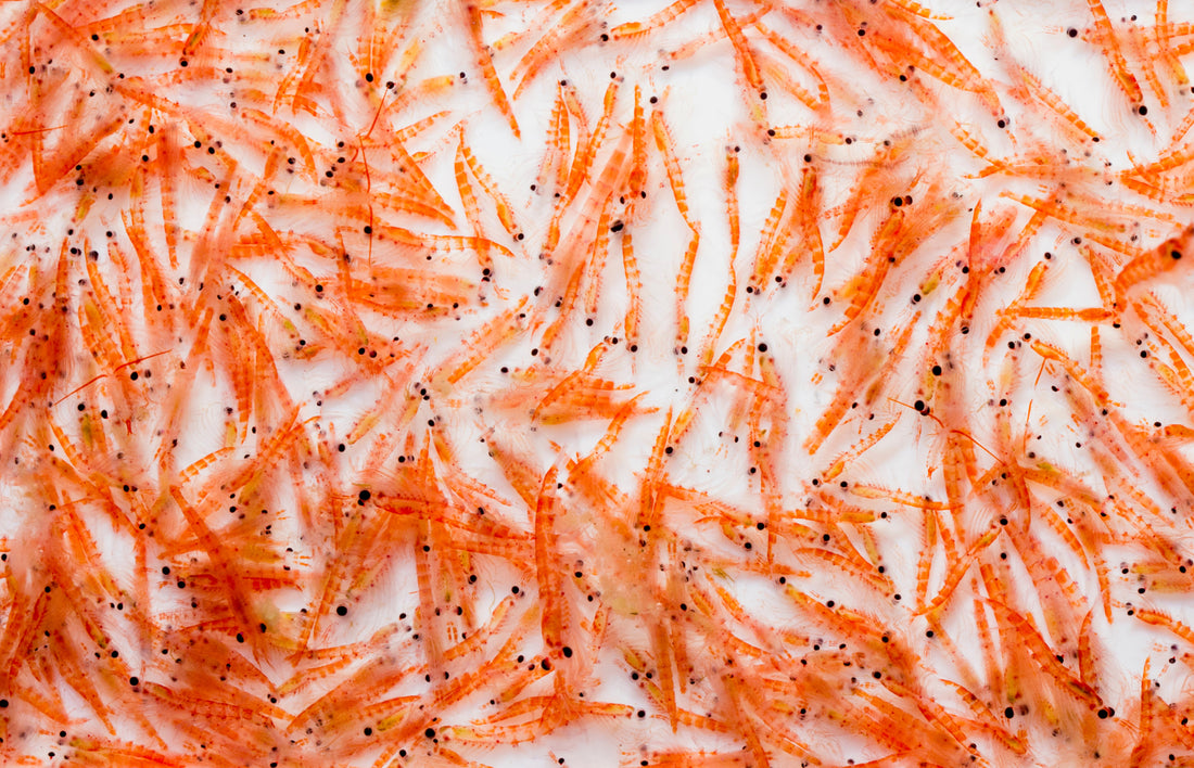 What Do Krill Eat? Algae’s Journey Through Our Food Chain
