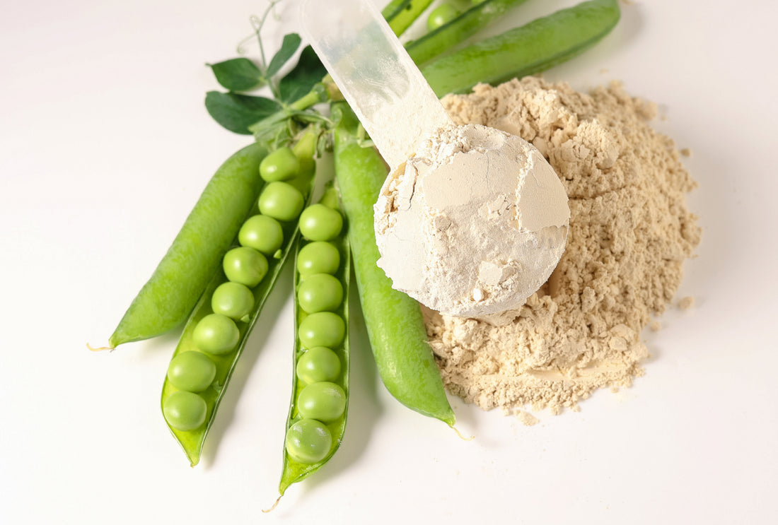 Pea Protein vs. Whey: Which Has More Benefits?