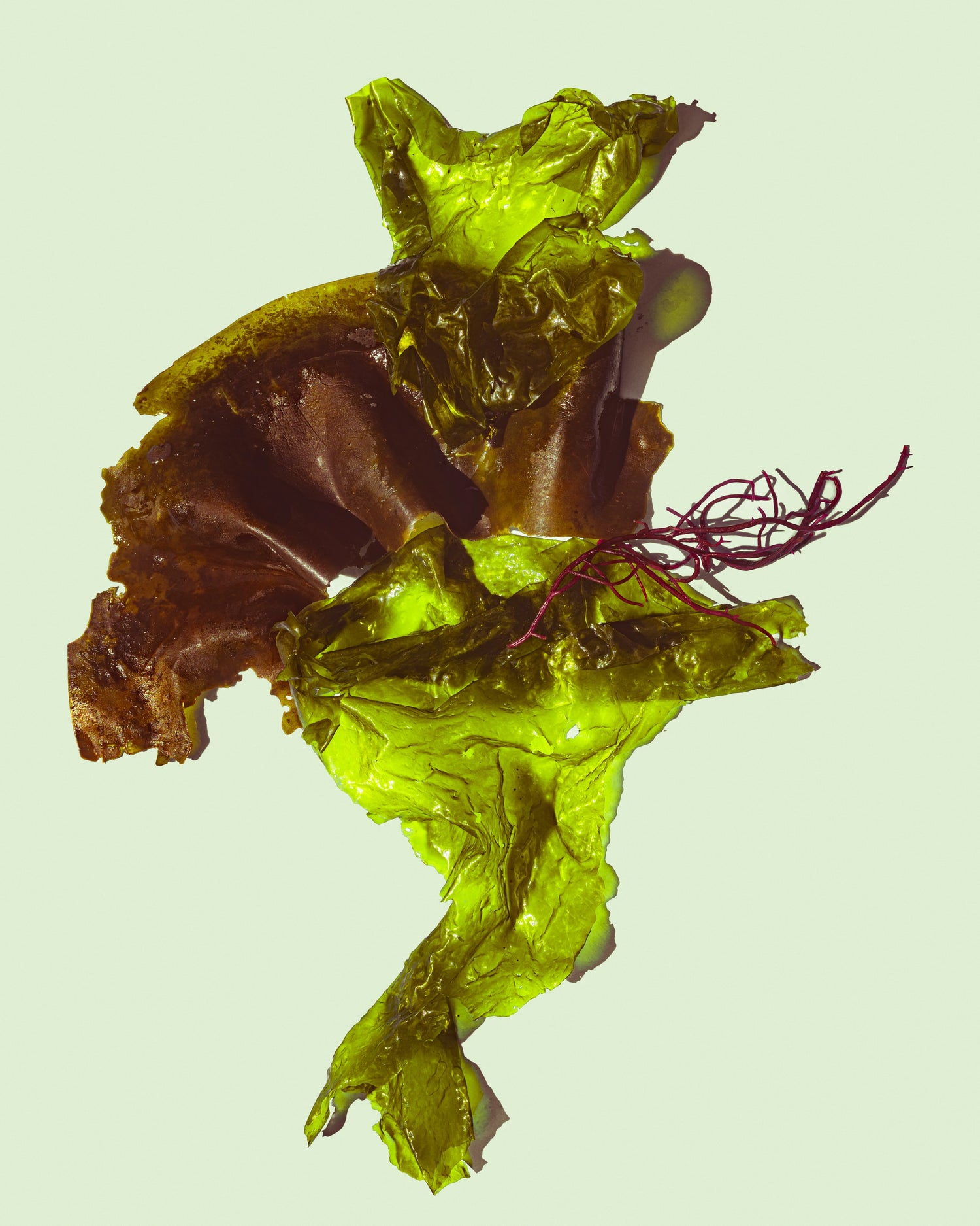 Does Seaweed Have Omega3? Five PlantBased Benefits iwi life