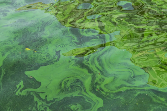 Is Algae Really a Plant? What the Science Says