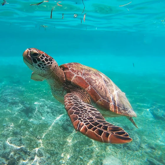 sea turtle